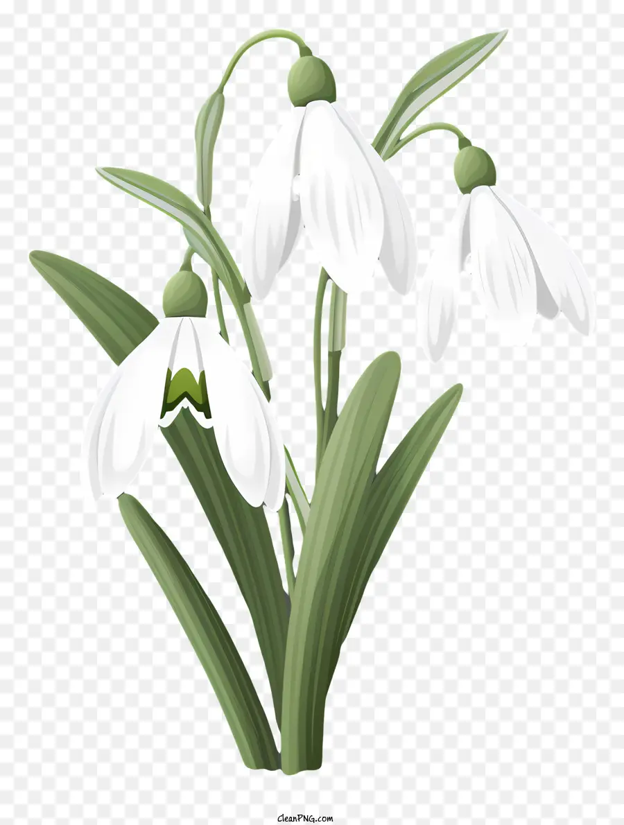 Flor Blanca，Campanilla De Invierno única PNG