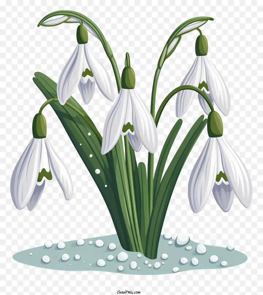 Las Campanillas De Invierno，Flores Blancas PNG