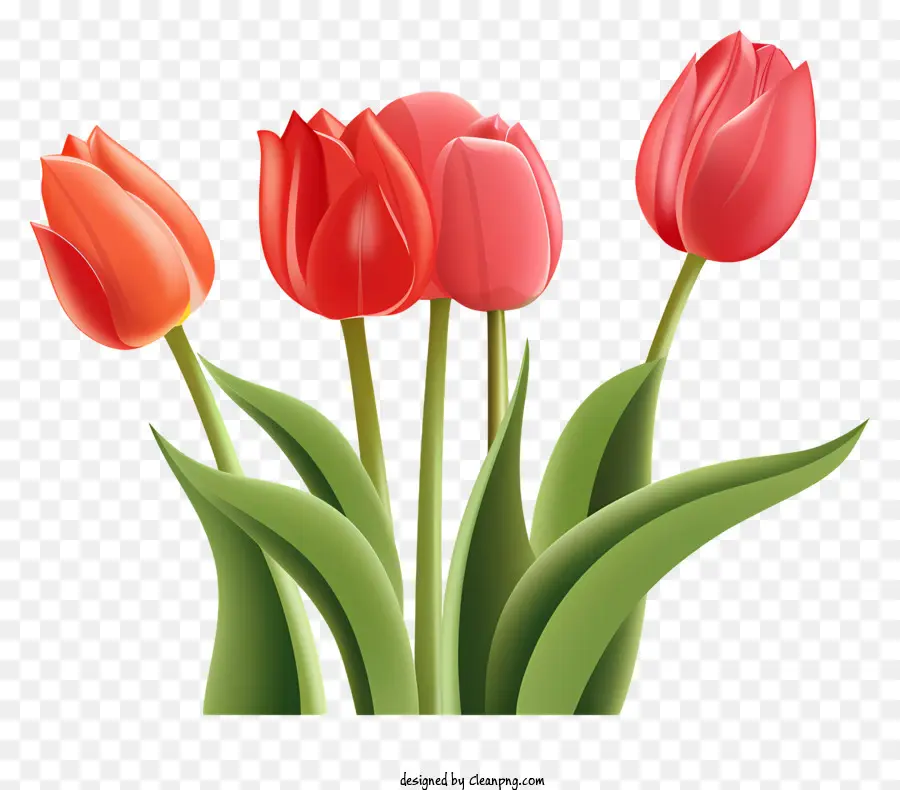 Tulipanes Coloridos，Tulipanes PNG