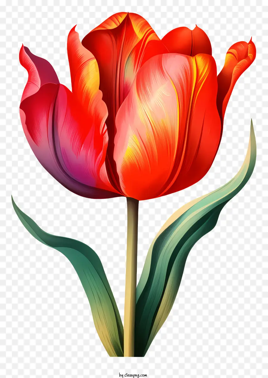 Tulip，Flor Roja PNG