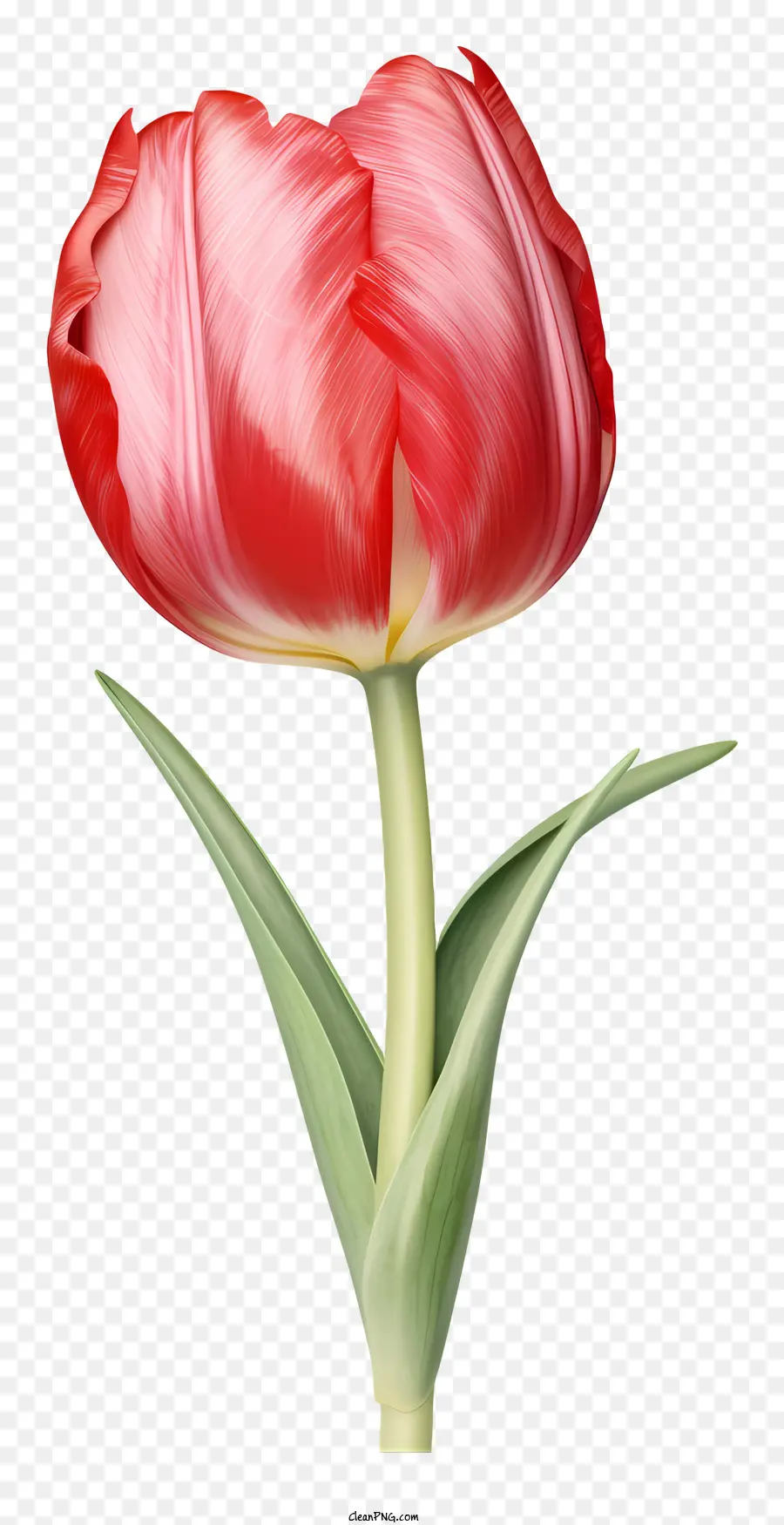 Tulipa Roja，Flor PNG