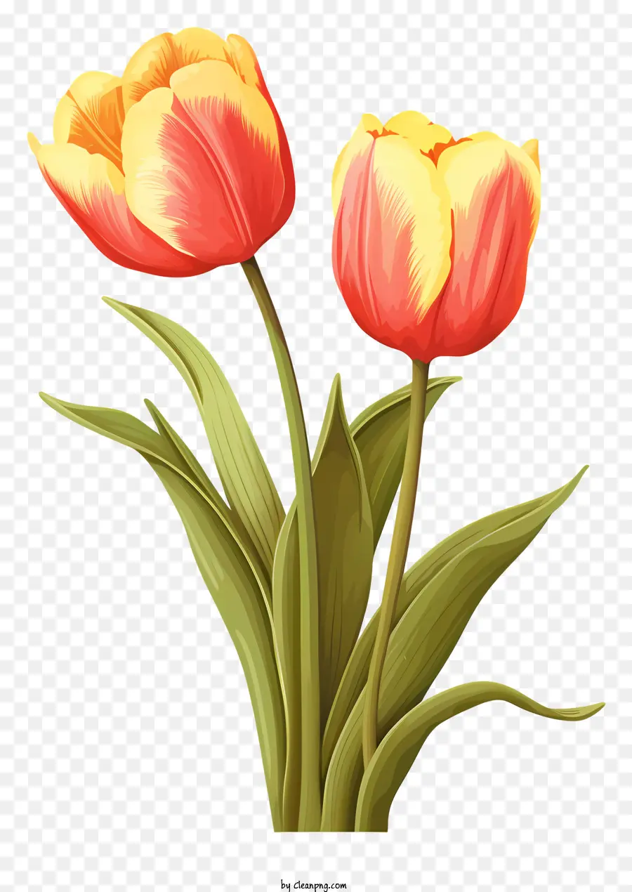 Tulipanes Rojos，Tulipanes PNG