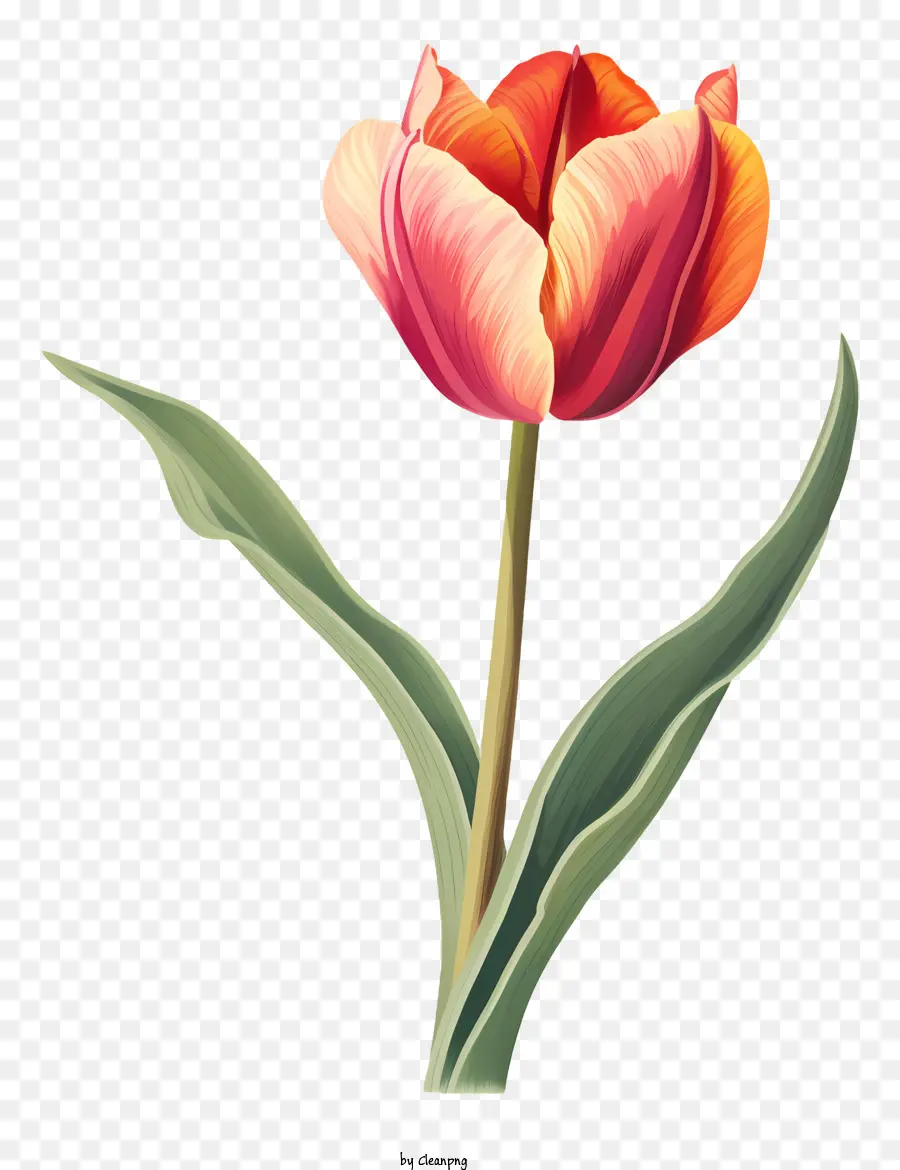 Tulipa Roja，Flor PNG