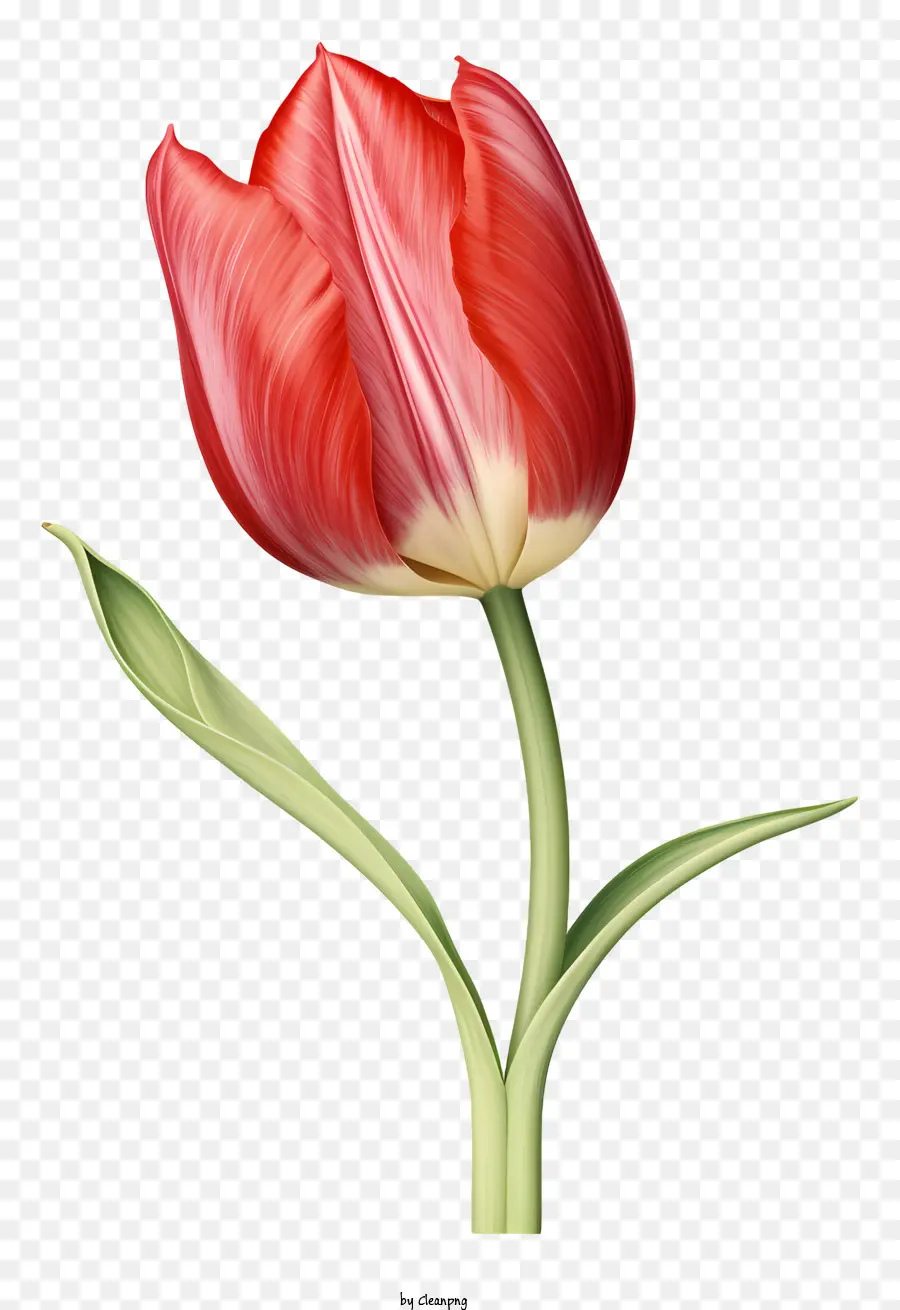 Tulipa Roja，Fotografía De Flores PNG