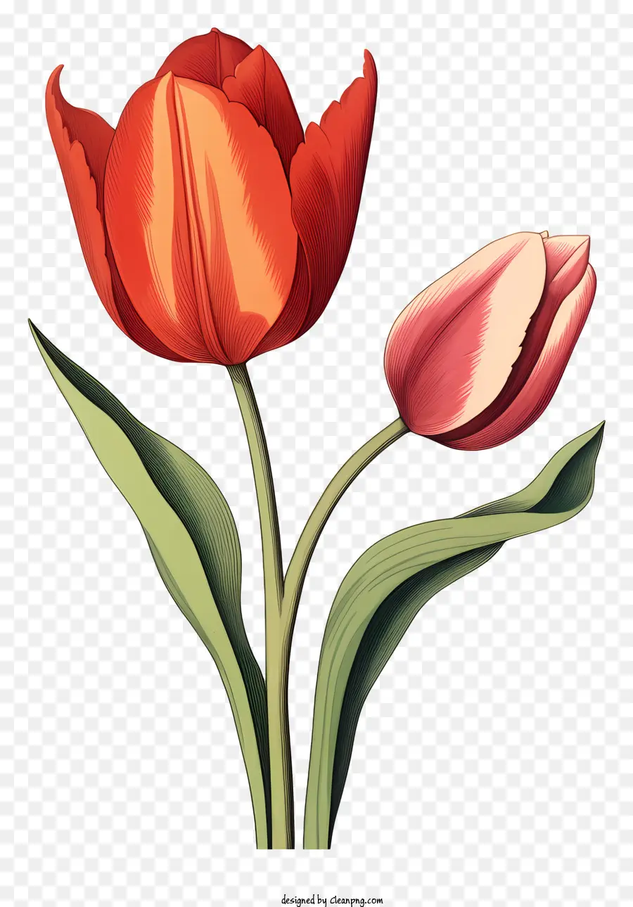 Tulipanes Rojos，Arreglo De Flores PNG