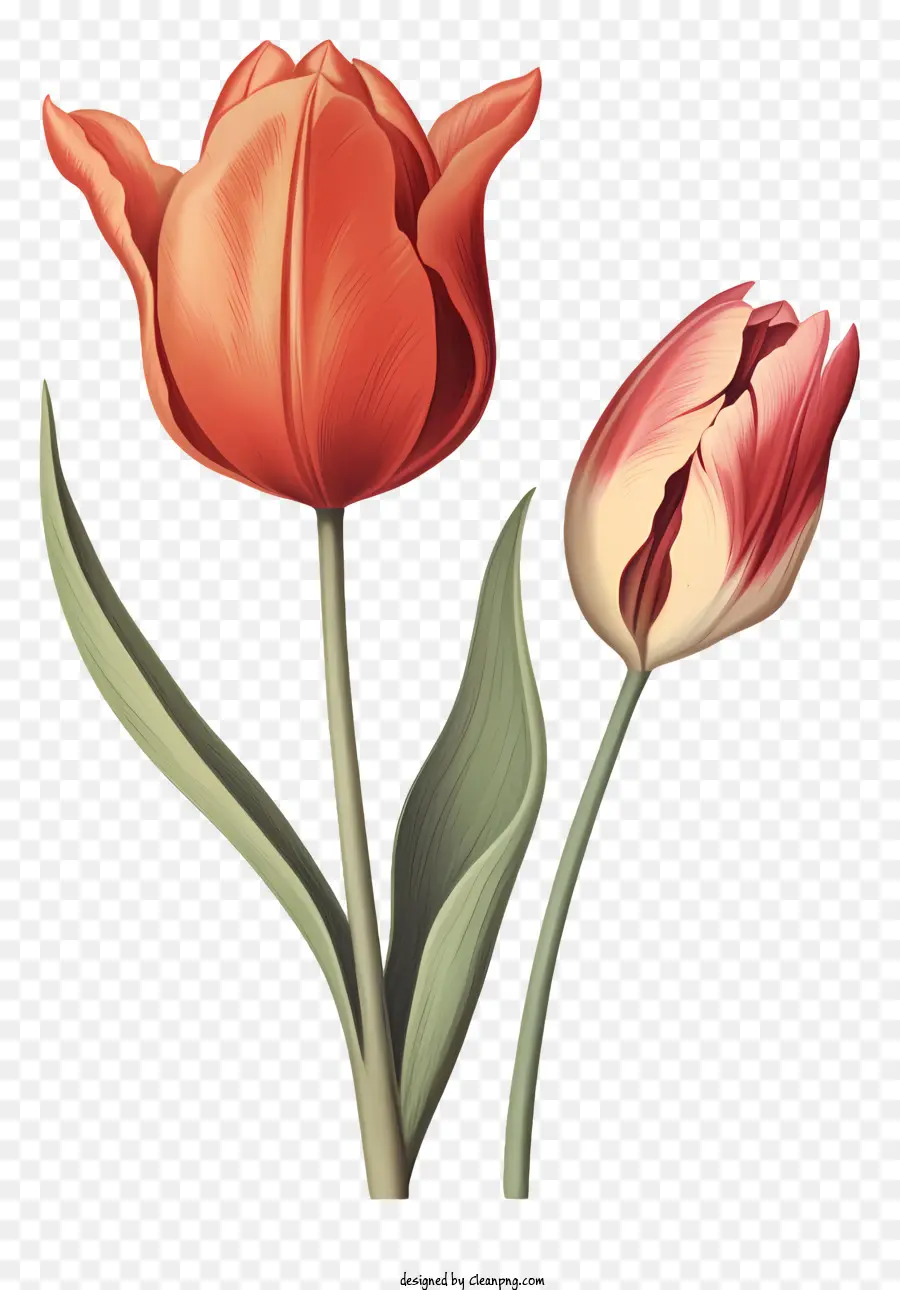 Tulipanes Rosados，Fotografía De Flores De Primer Plano PNG