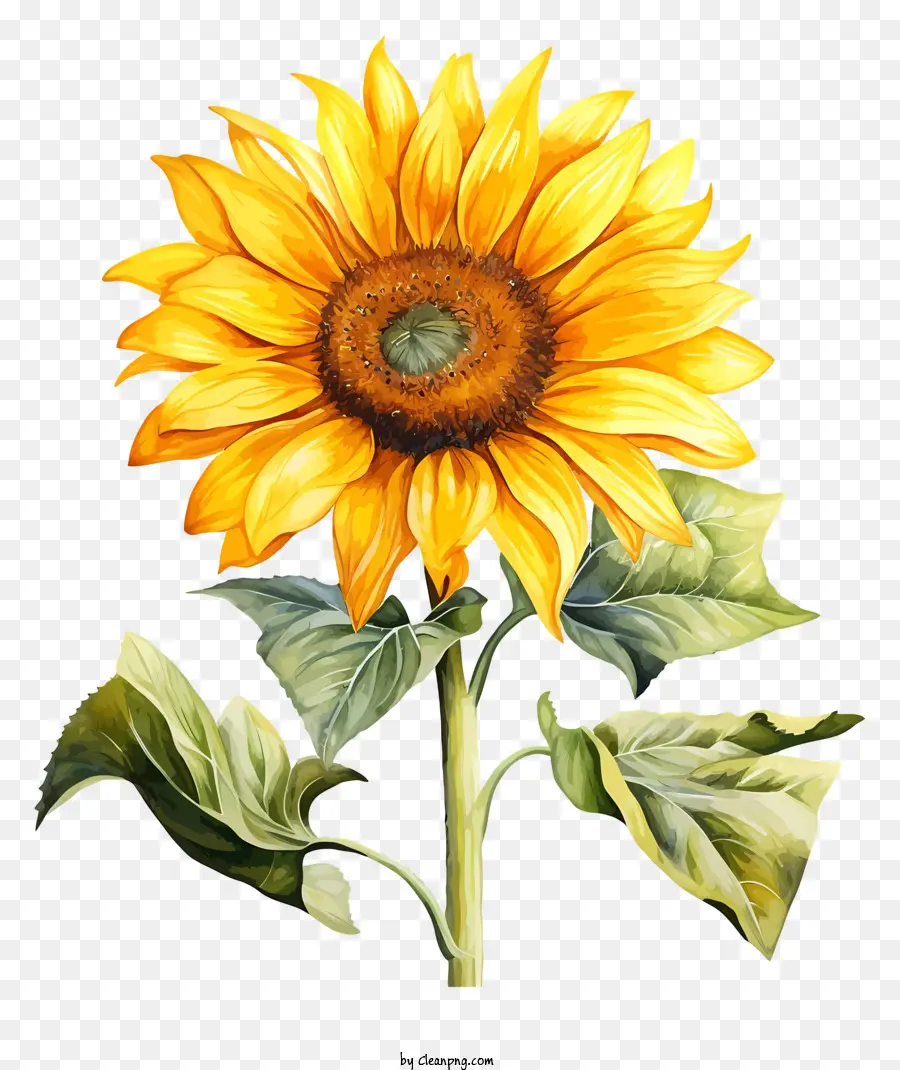 Girasol，Amarillo PNG