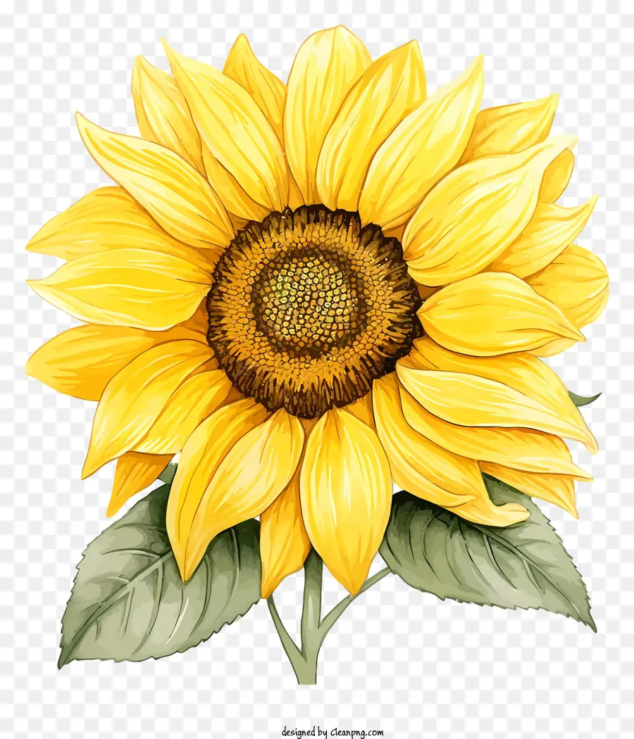 Girasol，Flor Amarilla PNG