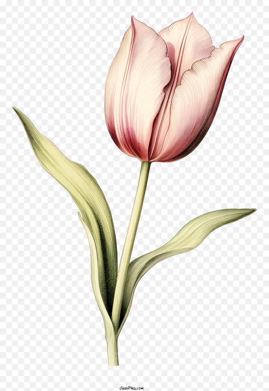 Tulipán Rosa，Flor PNG