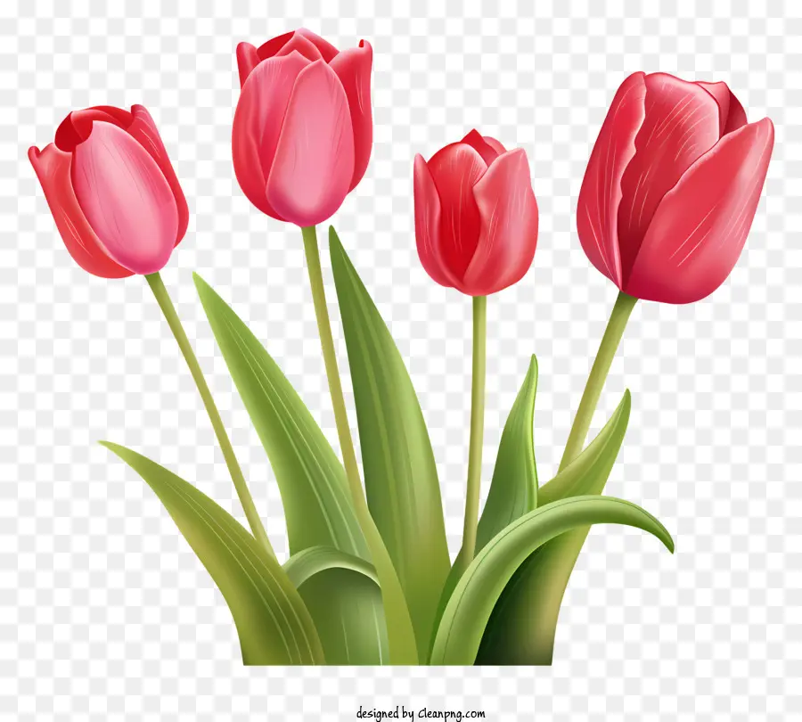 Tulipanes Rosados，Tulipanes PNG