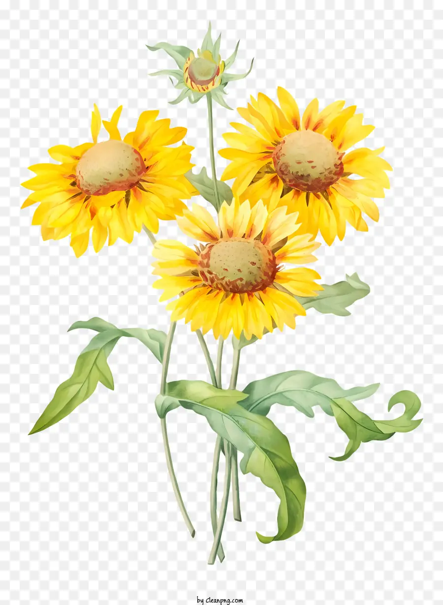 Girasoles，Amarillo PNG