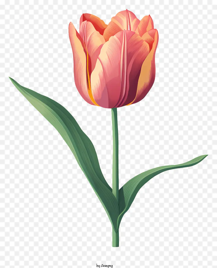 Tulipanes De Color Rosa，Flor Con Hojas Verdes PNG