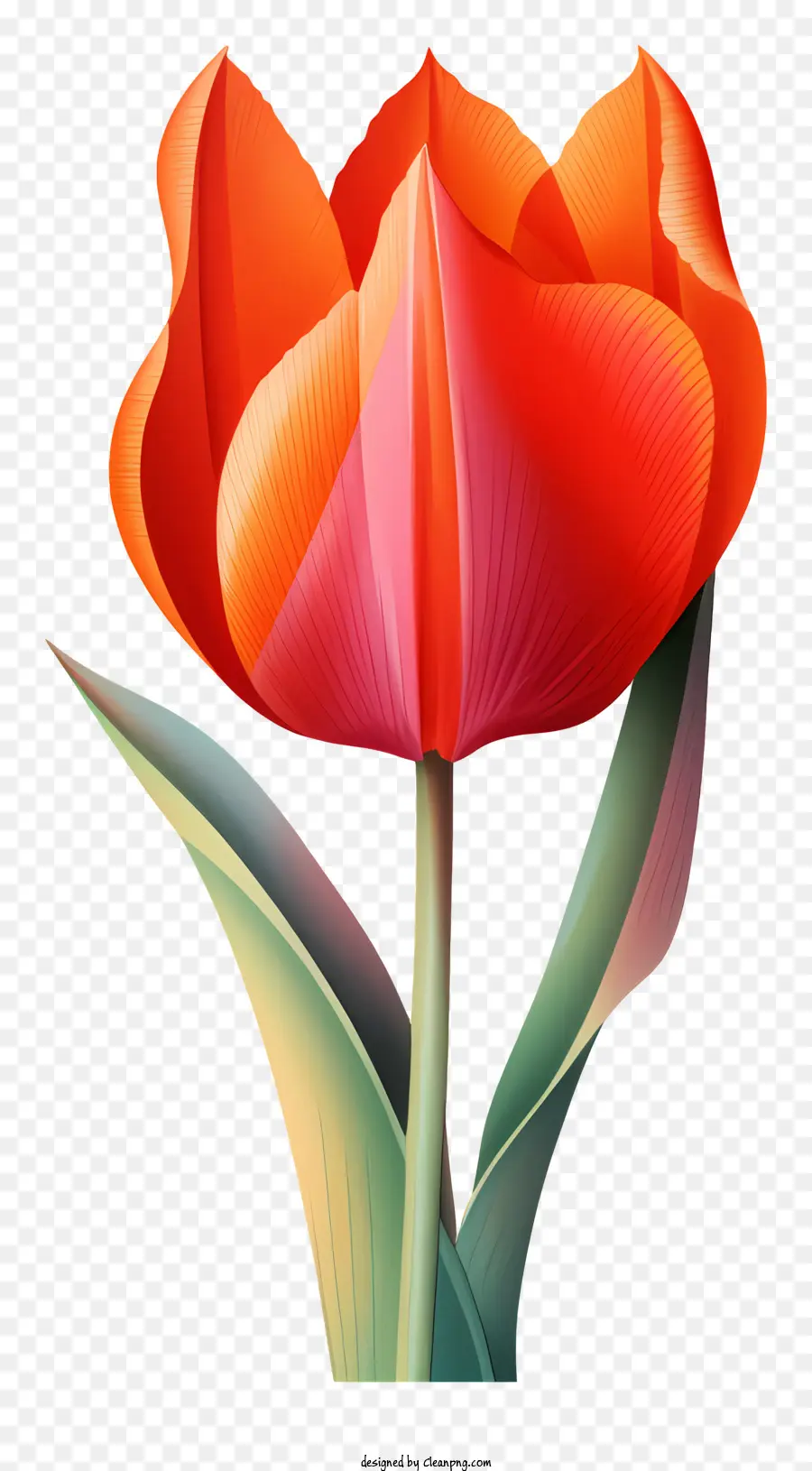 Tulipa Roja，Flor PNG