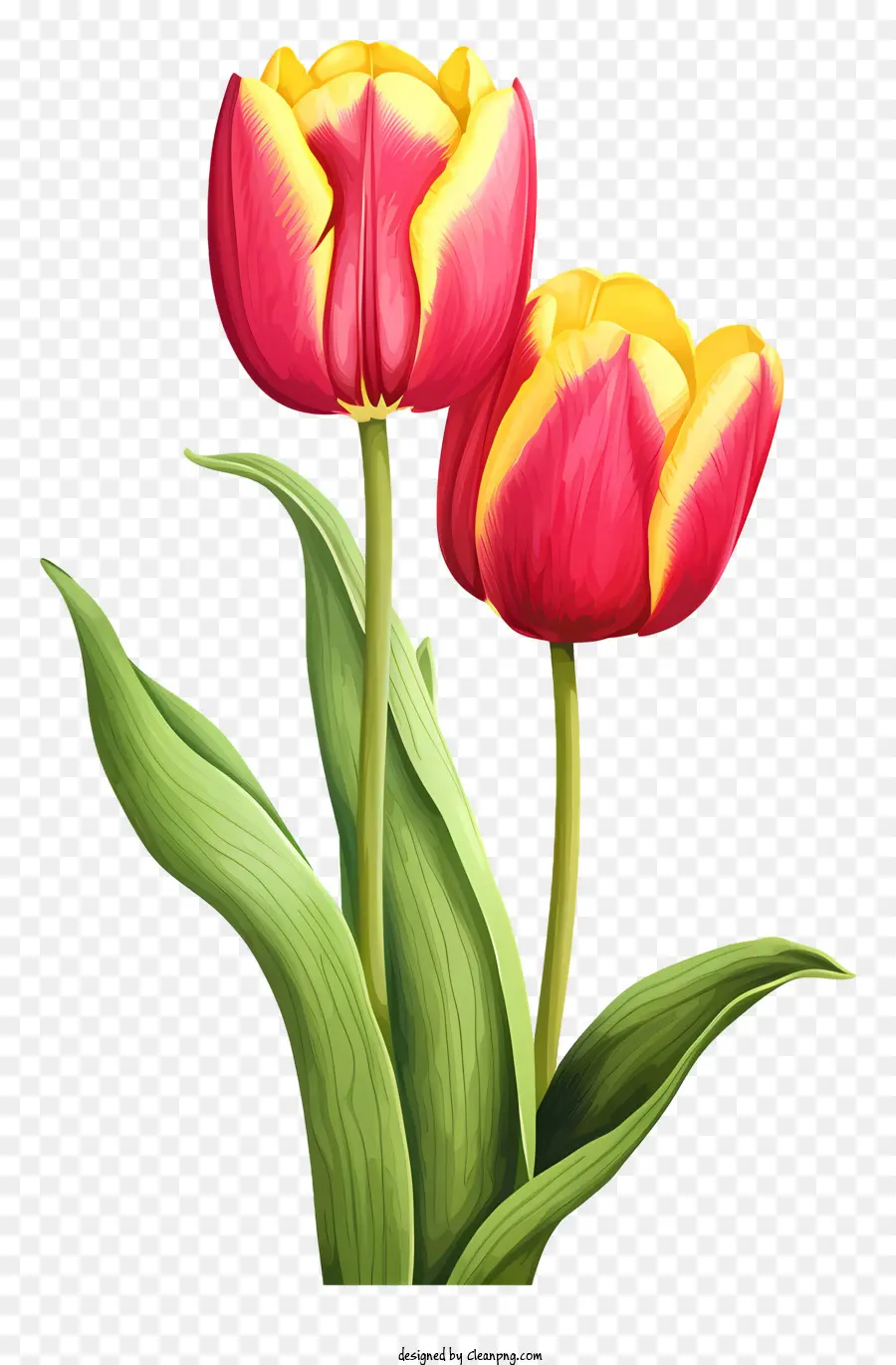 Tulipanes Rosados，Tulipanes Rojos PNG