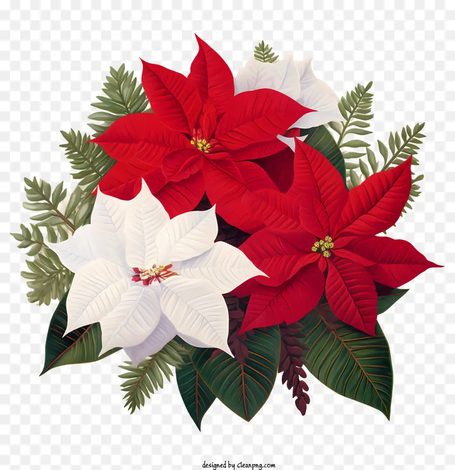 Flor De Pascua，Nochebuenas Rojas Y Blancas PNG