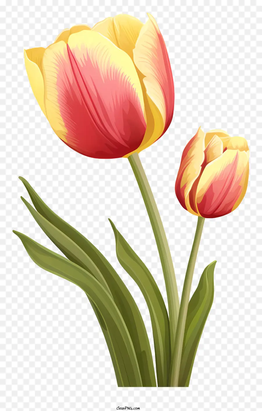 Palabras Clave Tulipanes，Tulipán Amarillo PNG