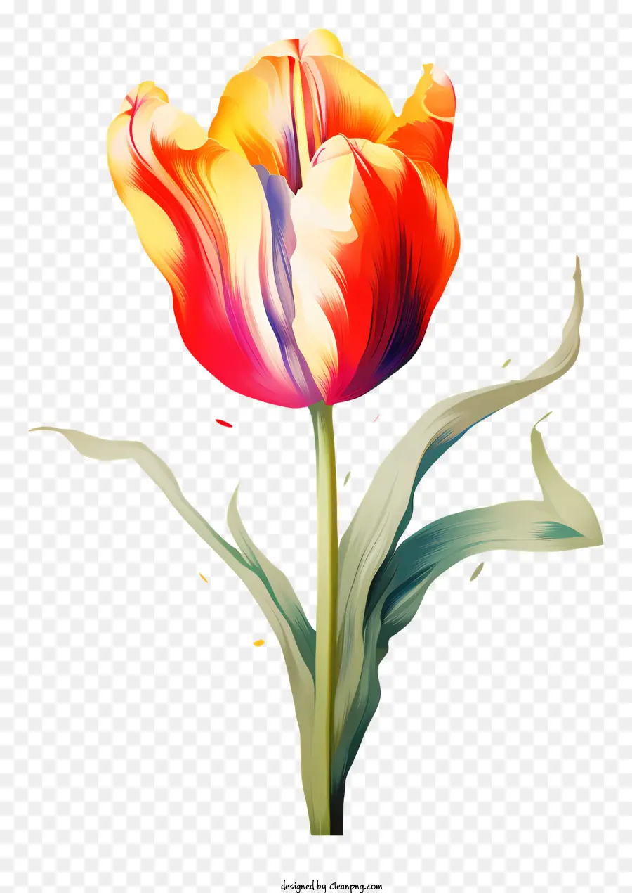 Tulipán Colorido，Tulip Totalmente Abierto PNG