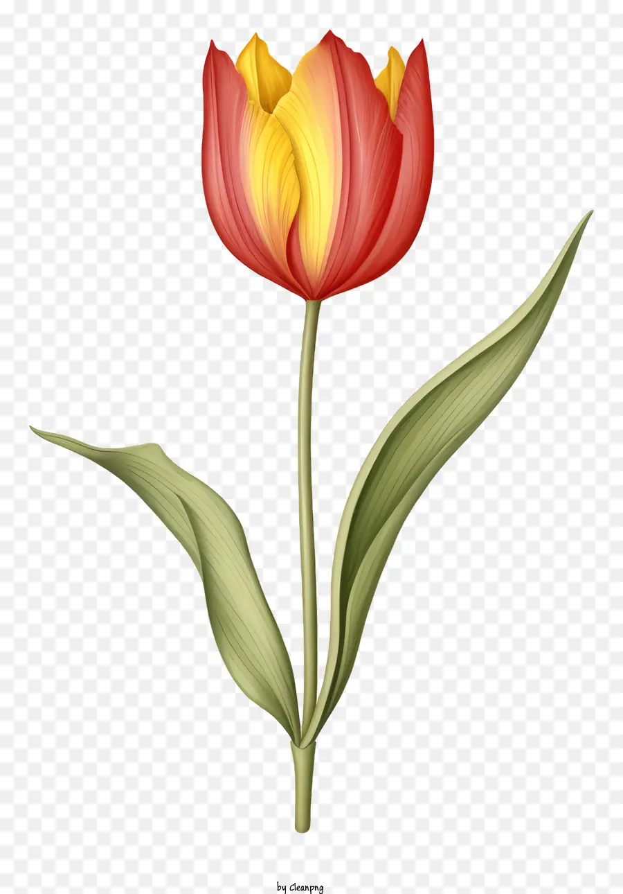 Tulipán Rojo，Pétalos PNG