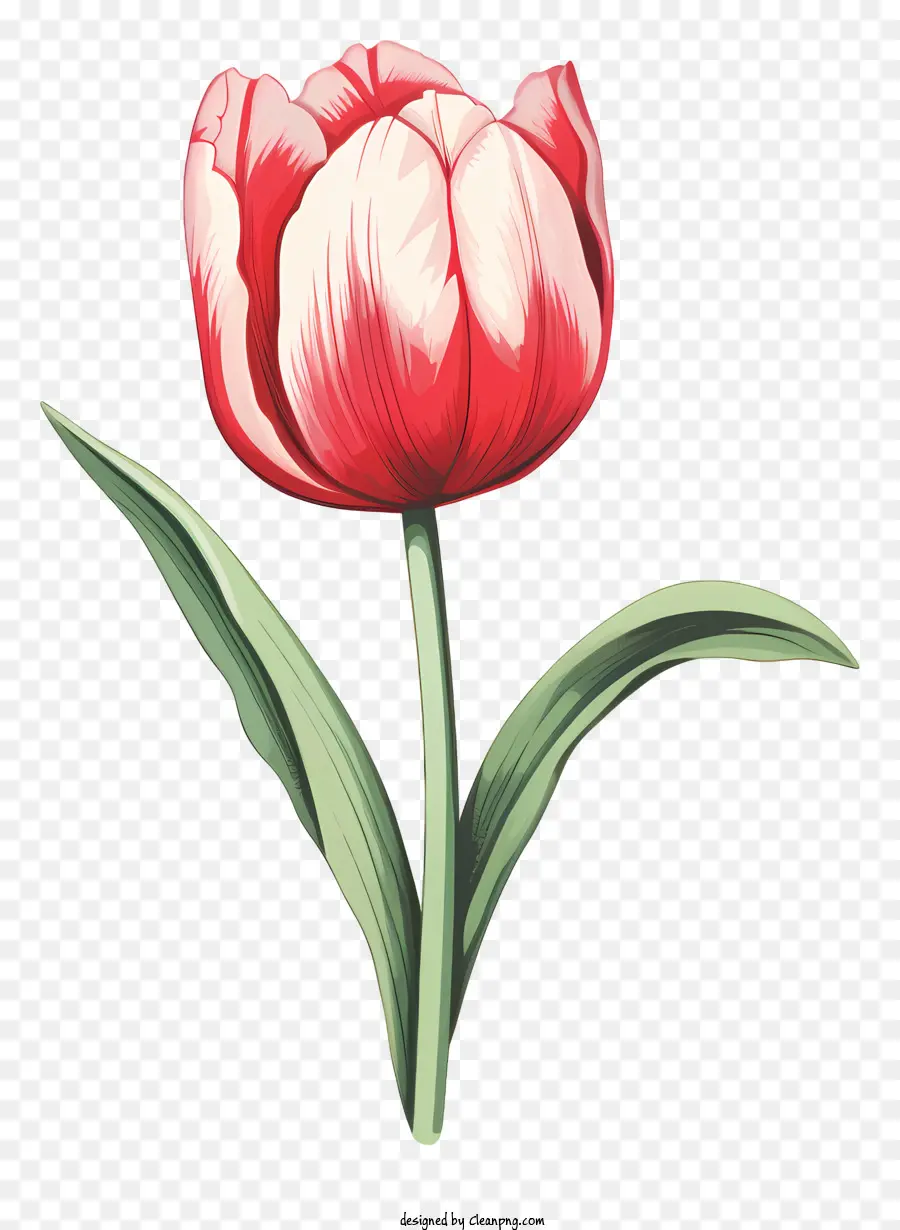 Tulipa Roja，Pétalos Rosados ​​y Blancos PNG