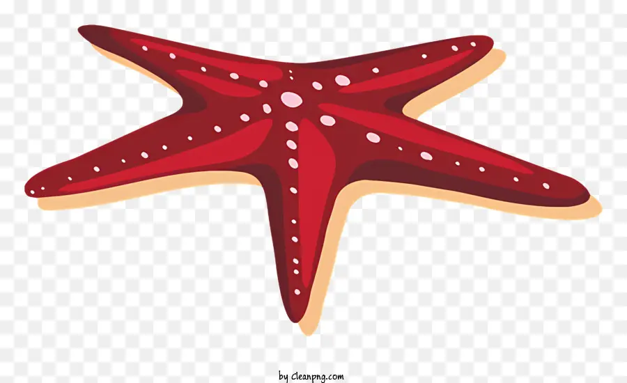 Estrella De Mar Roja，Estrella De Mar PNG