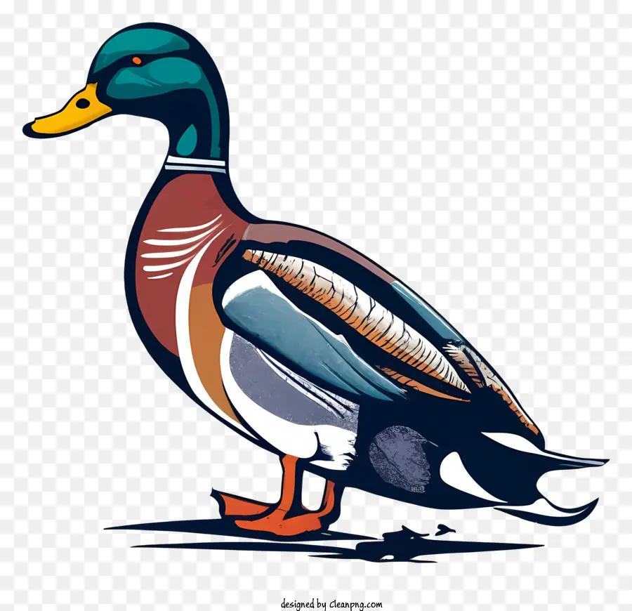 Pato，Aves PNG