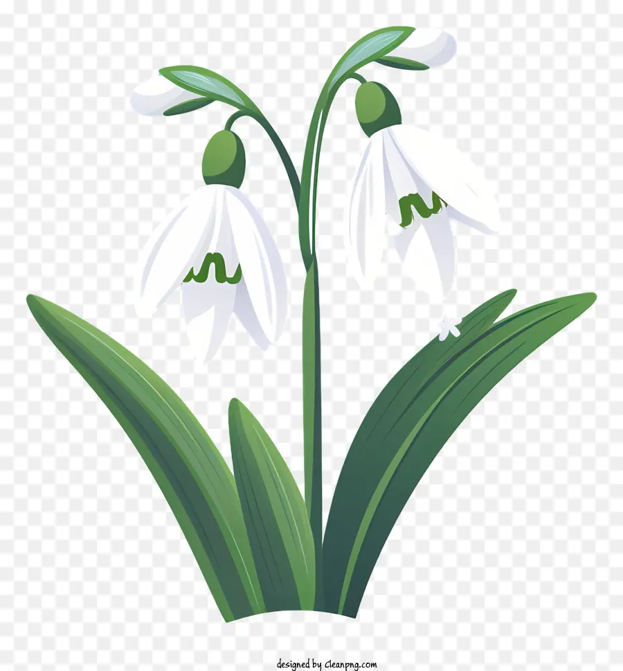 Flores Blancas，Campanilla De Invierno única PNG