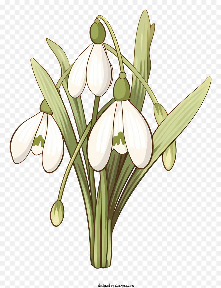 Flor De Nieve，Flor Blanca PNG