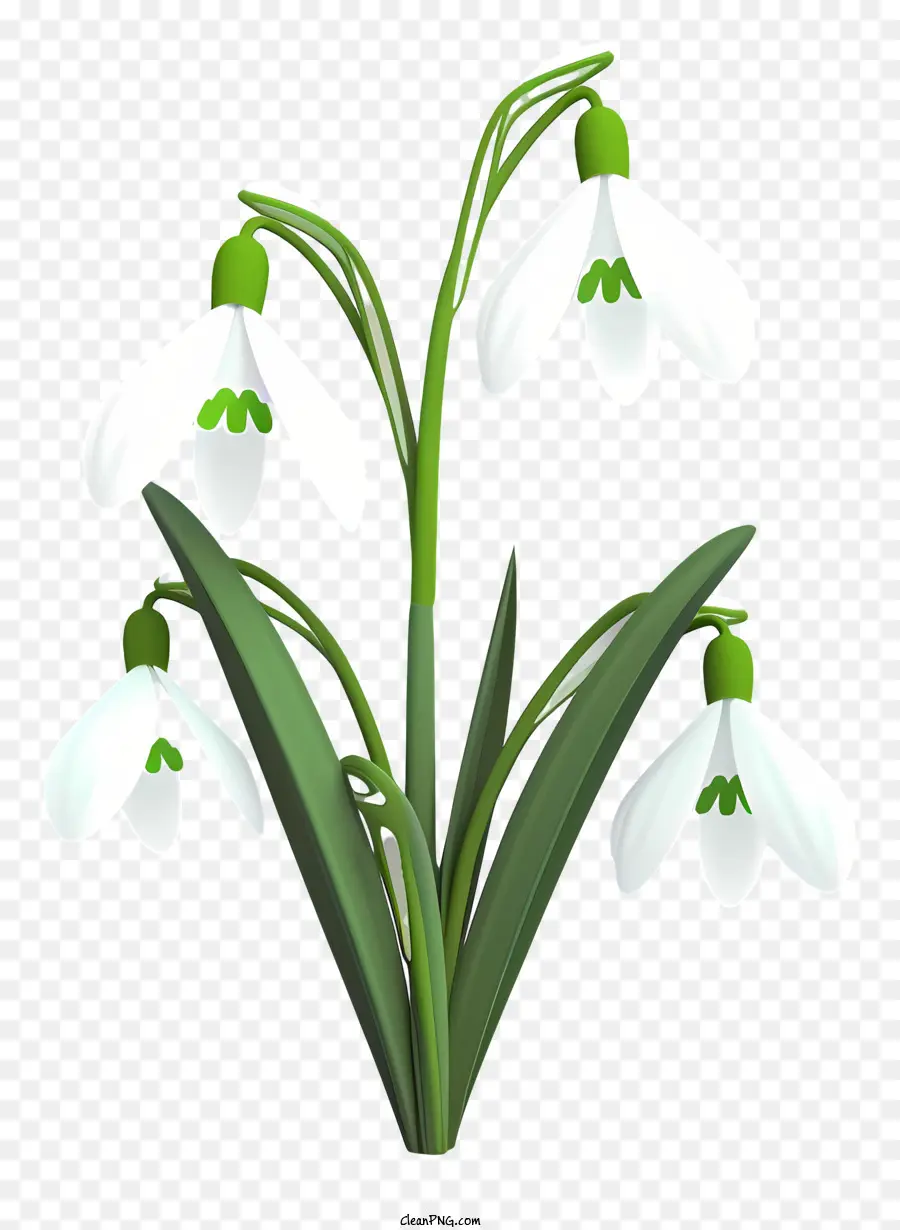 Las Campanillas De Invierno，Galanthus Nivalis PNG