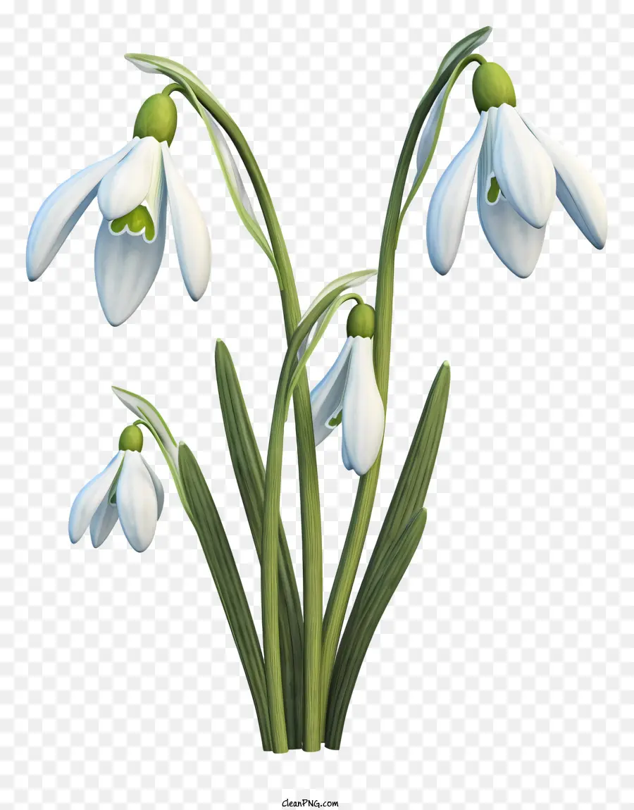 Campanillas De Invierno，Blanco PNG