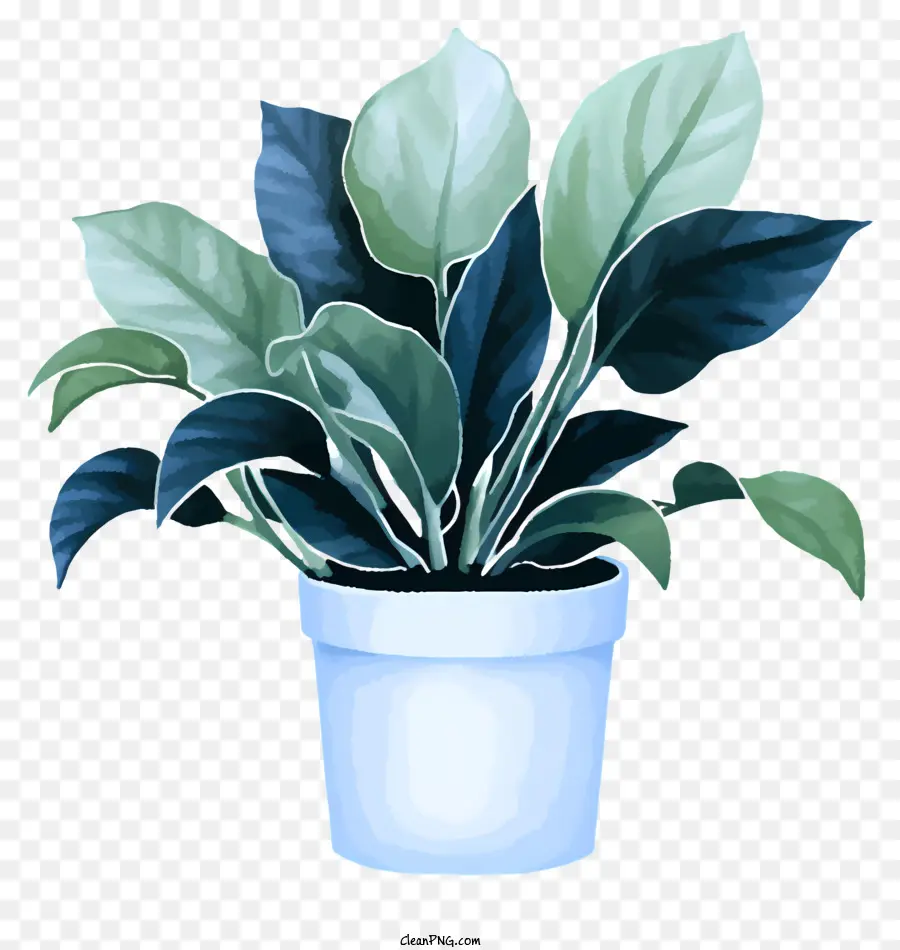 Gran Planta En Maceta Blanca，Hojas De Color Verde Oscuro PNG