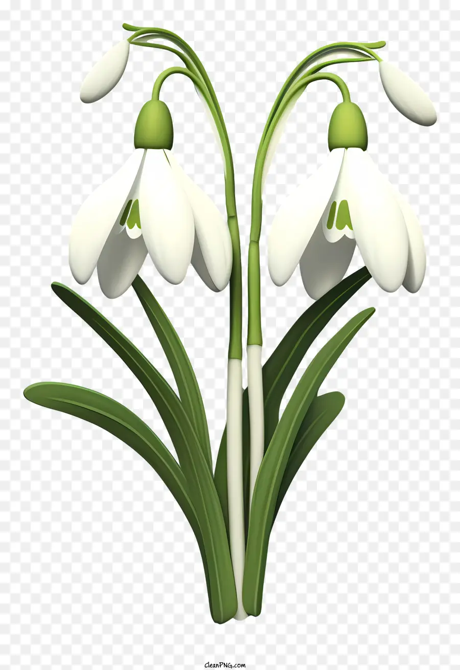 Campanillas De Invierno，Flores Blancas De Campanilla Blanca PNG