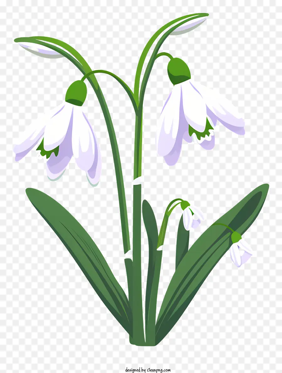 Flor Blanca，Cinco Pétalos PNG