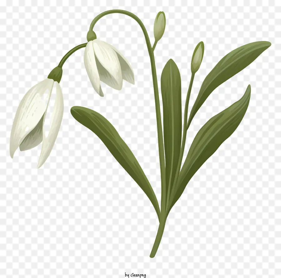 Flor De Nieve，Flor Blanca PNG