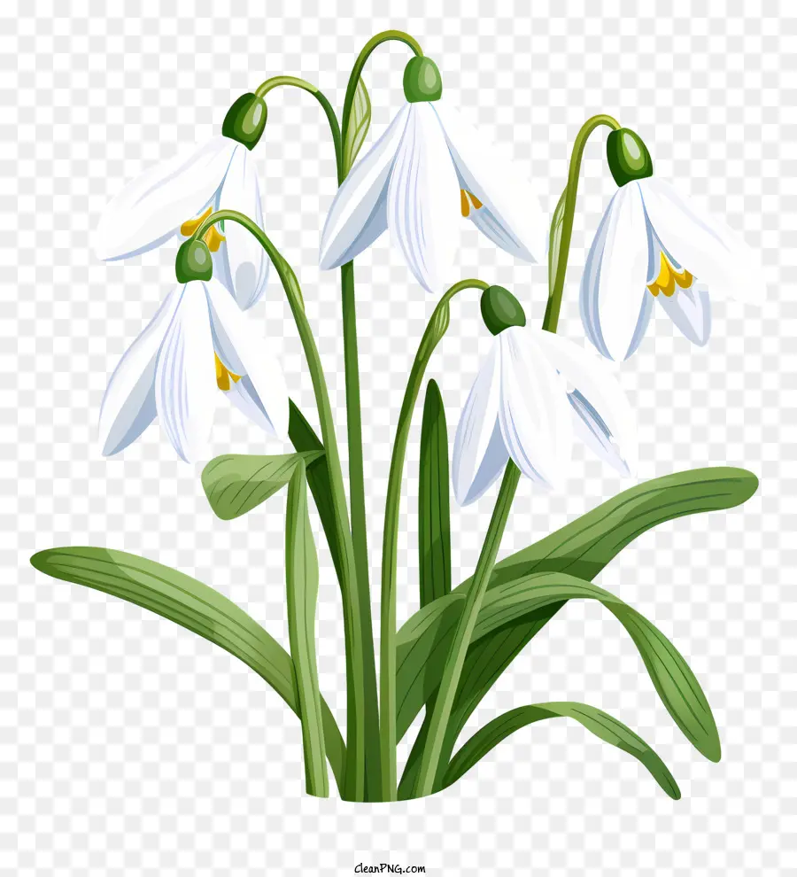 Flor Blanca，Campanillas De Invierno PNG