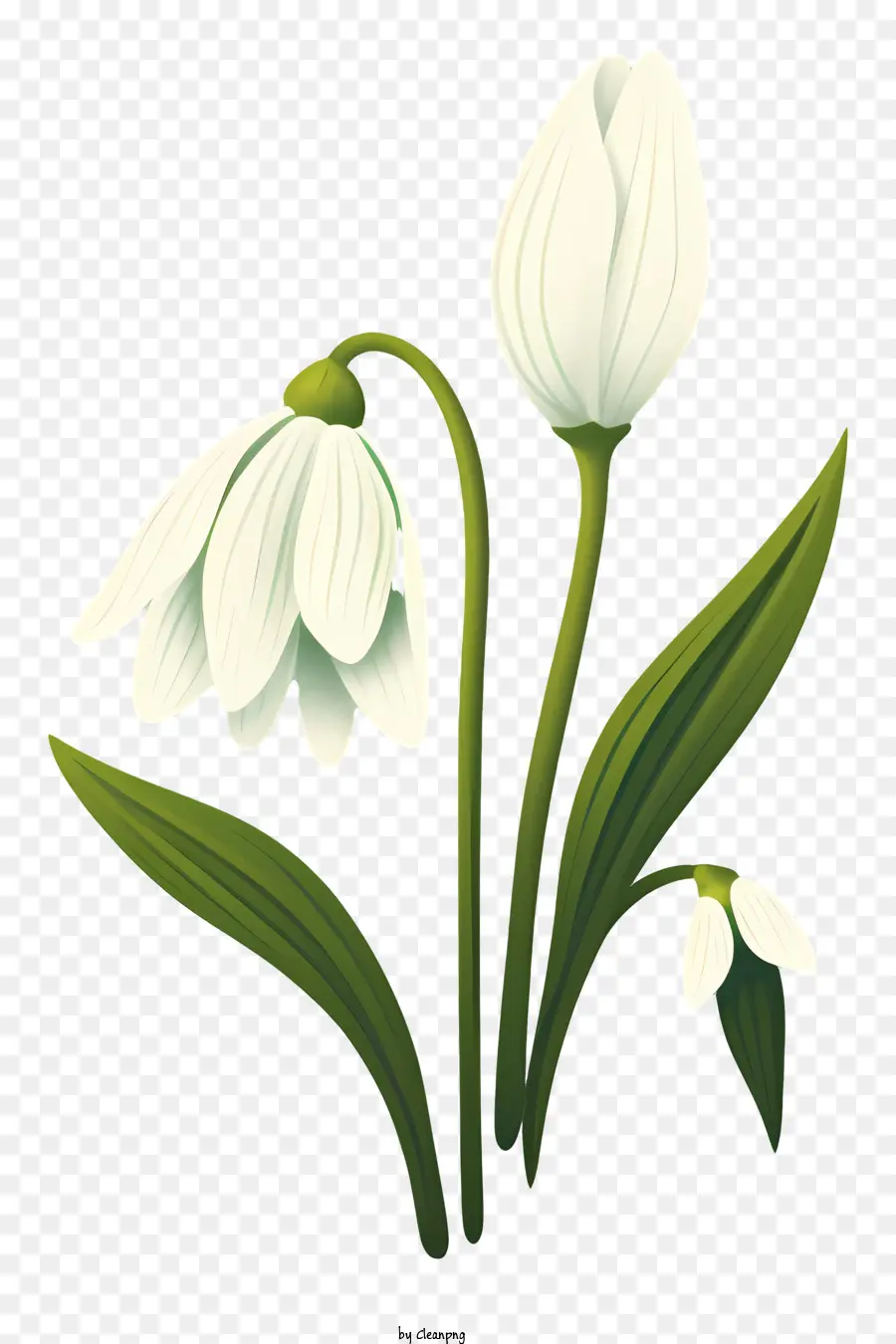 Campanillas De Invierno，Flor Blanca PNG