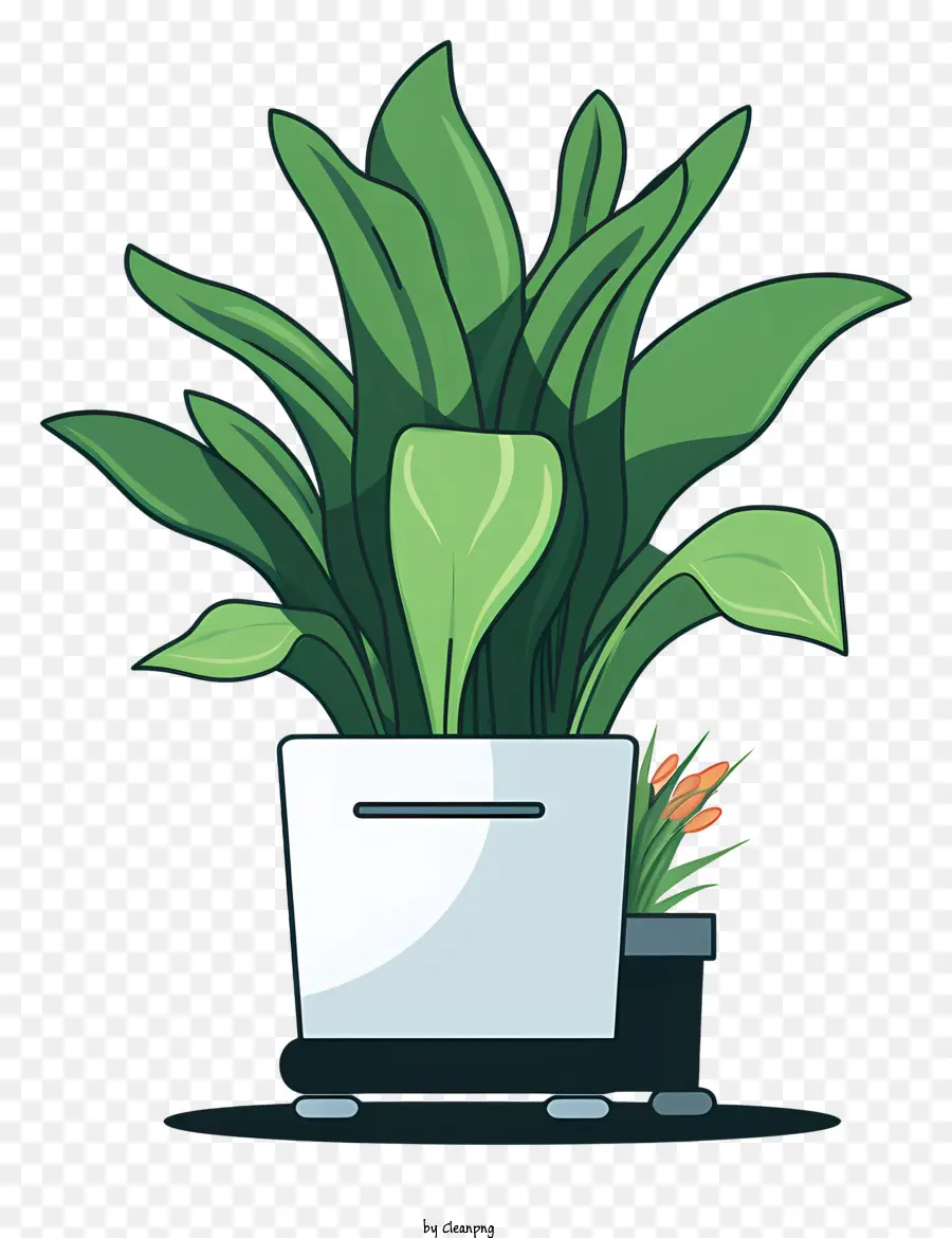 Planta，Plantas Verdes PNG