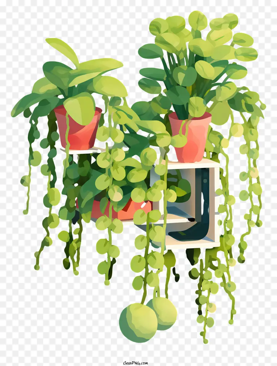 Planta 3d，Plantas Colgantes PNG