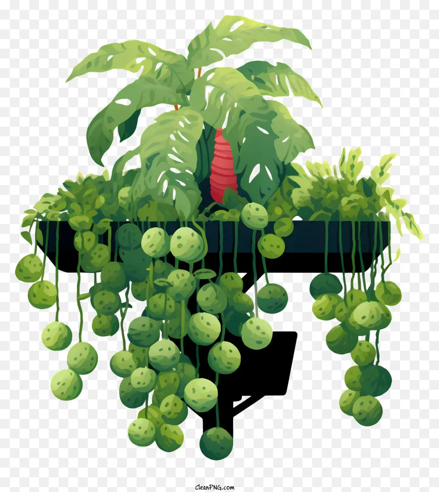 Planta，Hojas Verdes PNG