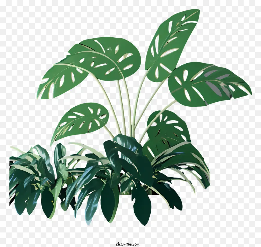 Planta，Plantas Verdes PNG