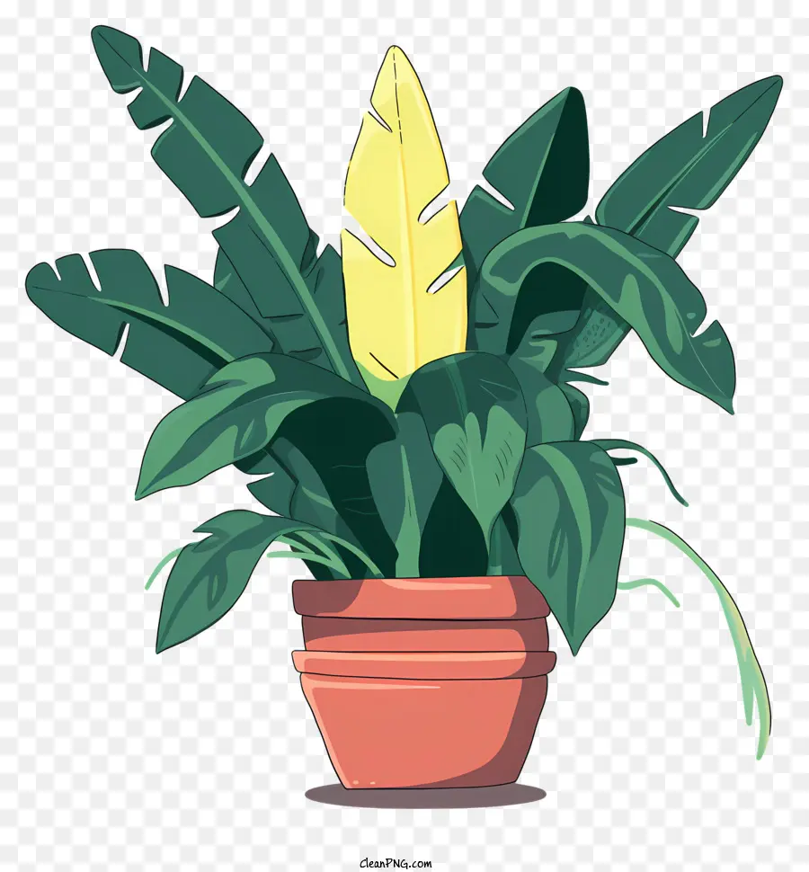 Planta De Banano，Planta En Maceta PNG