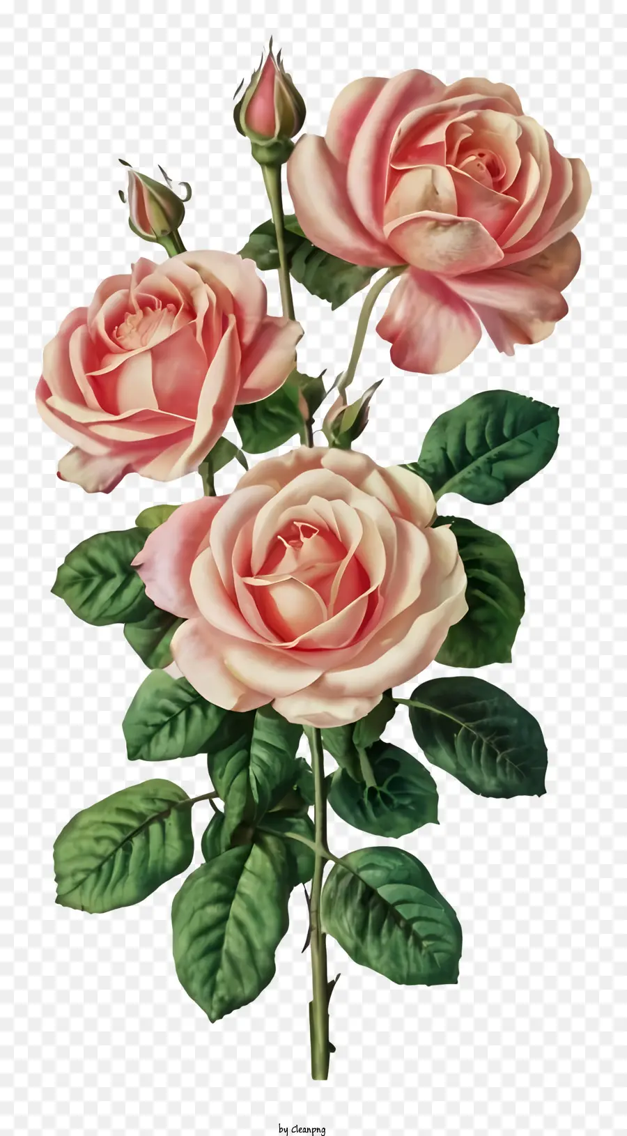 Rosas Rosadas，Rosas PNG