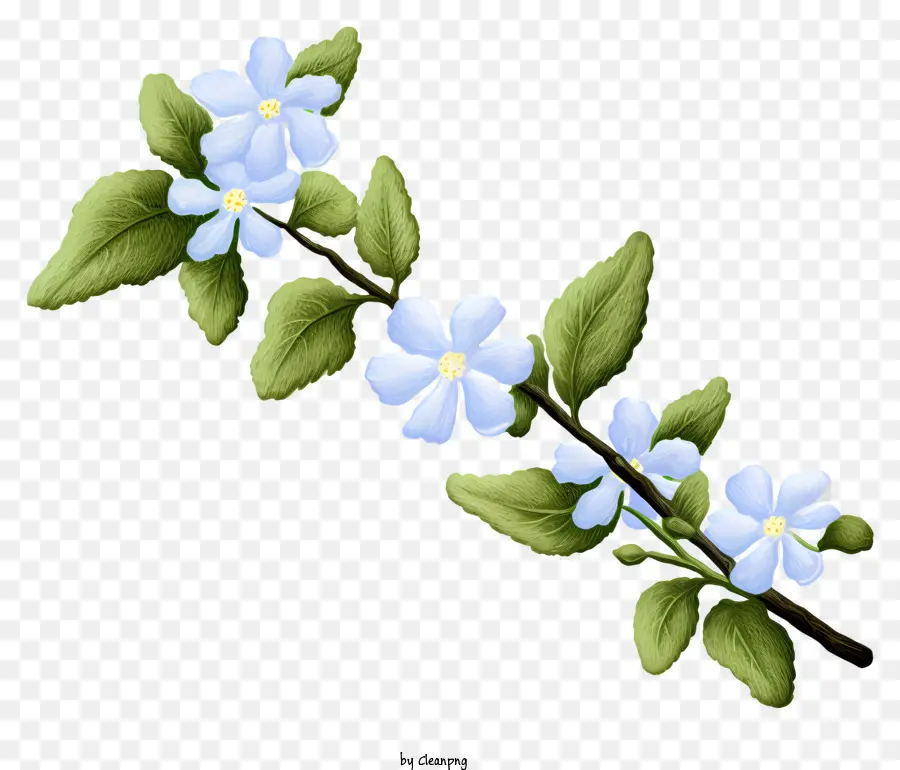 Olvídame No，Flores PNG