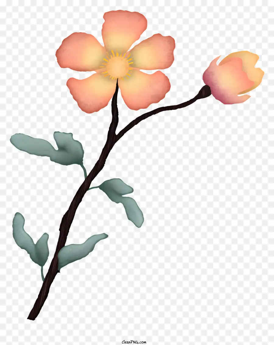 Flor，Flor Rosa PNG