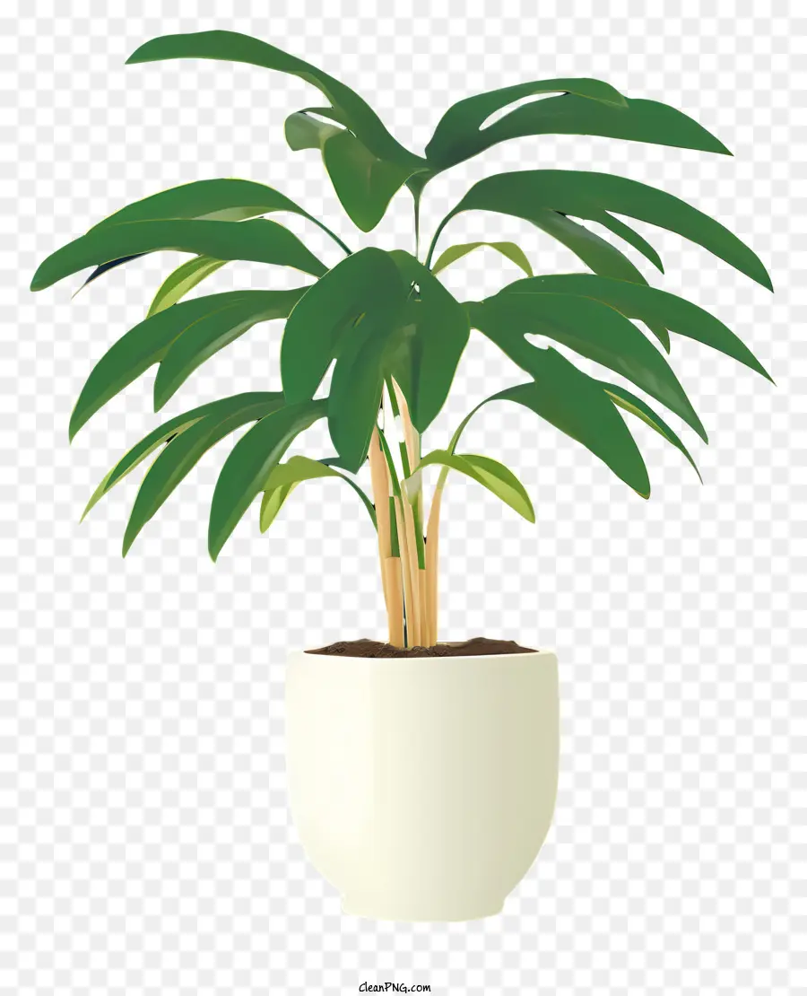 Planta Grande，Maceta Blanca PNG