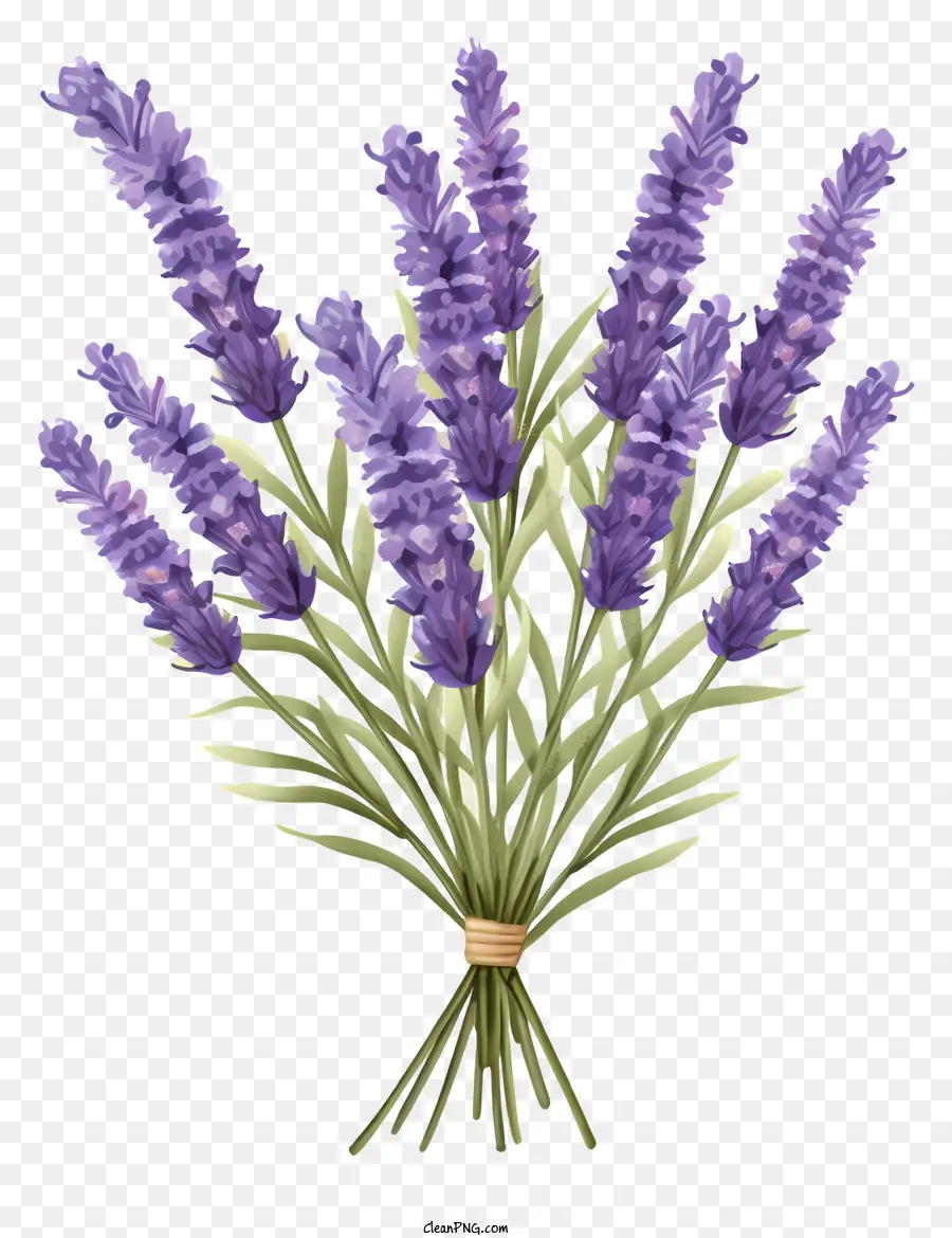 Flores De Lavanda，Lavanda PNG