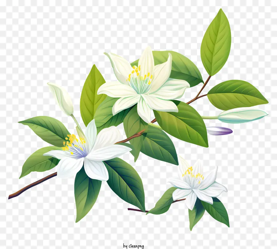 Flor，Jazmín Blanco PNG