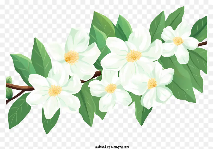 Flores Blancas，Florecer PNG