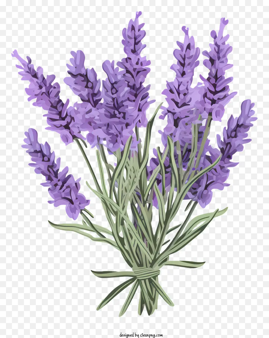 Flores De Lavanda，Lavanda PNG