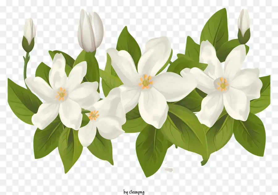 Flores Blancas，Hojas PNG