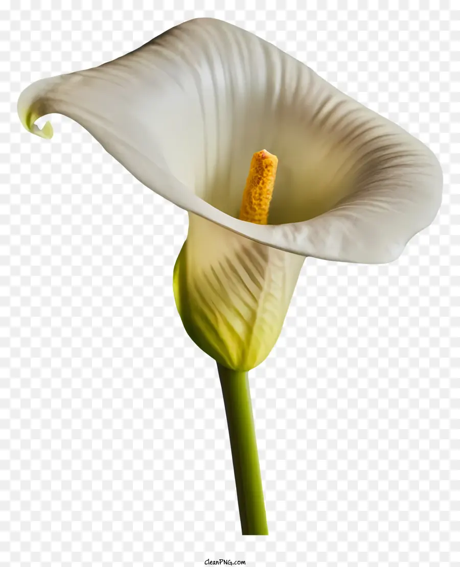 Calla Lily，Flor Blanca PNG